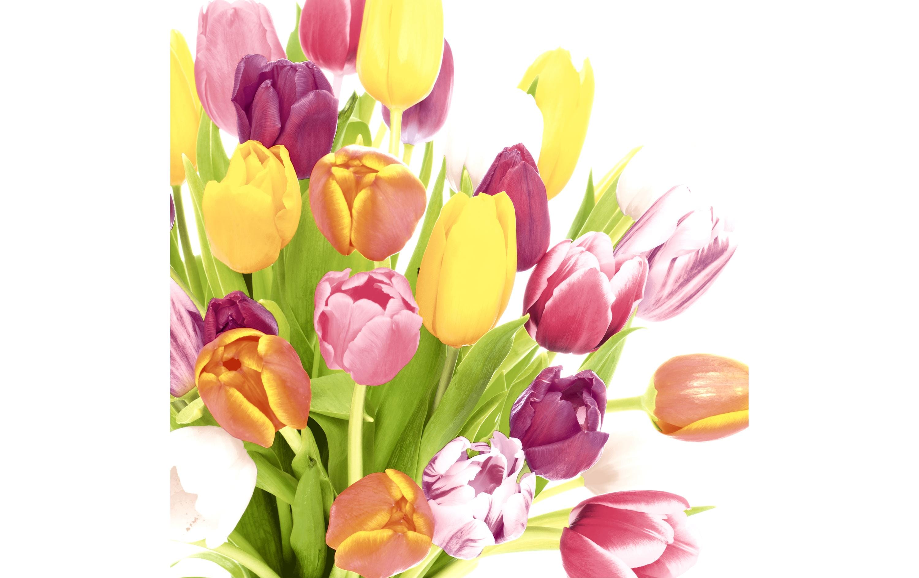 Paper + Design Servietten Beautiful Tulips 33x33 cm, 20 Stück