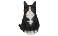 Vivid Arts Katze sitzend, Weiss-Schwarz Polyresin, 20 cm