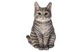 Vivid Arts Katze Tabby sitzend Polyresin, 20 cm