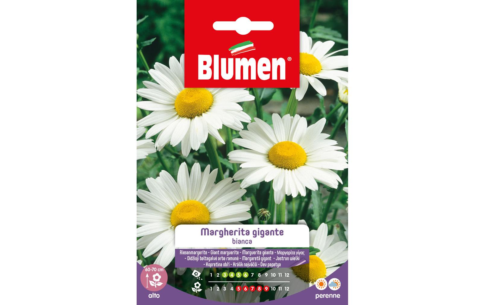 SAMEN MAUSER Riesenmargerite