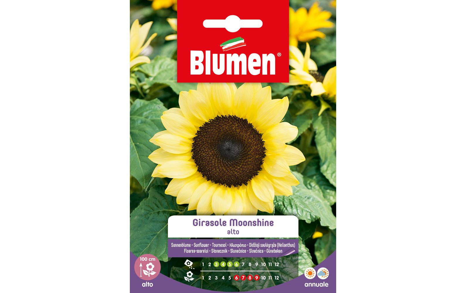 SAMEN MAUSER Sonnenblume Moonshine