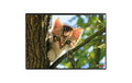 Kolma Schreibunterlage Undercover Poster Katze, 50x34cm