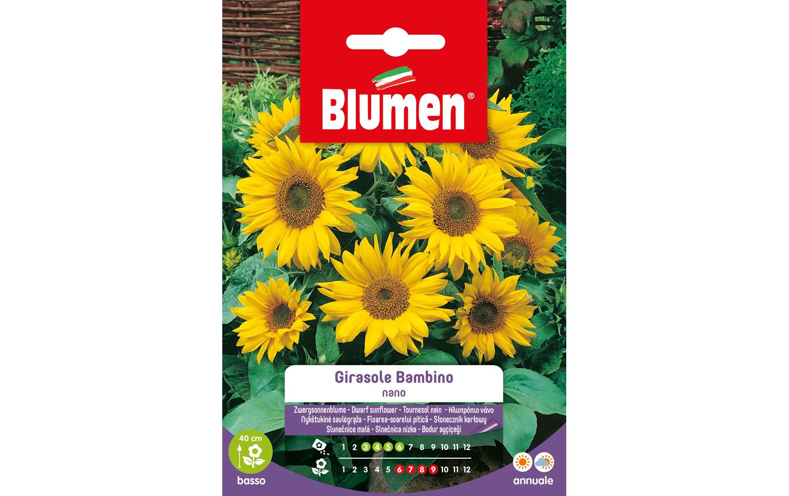 SAMEN MAUSER Sonnenblume Bambino