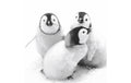 Paper + Design Servietten Penguin friends 33x33 cm, 20 Stück, 3-lagig, FSC