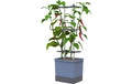 CHARLY CHILI XL blau Chilitopf mit Rankhilfe XL