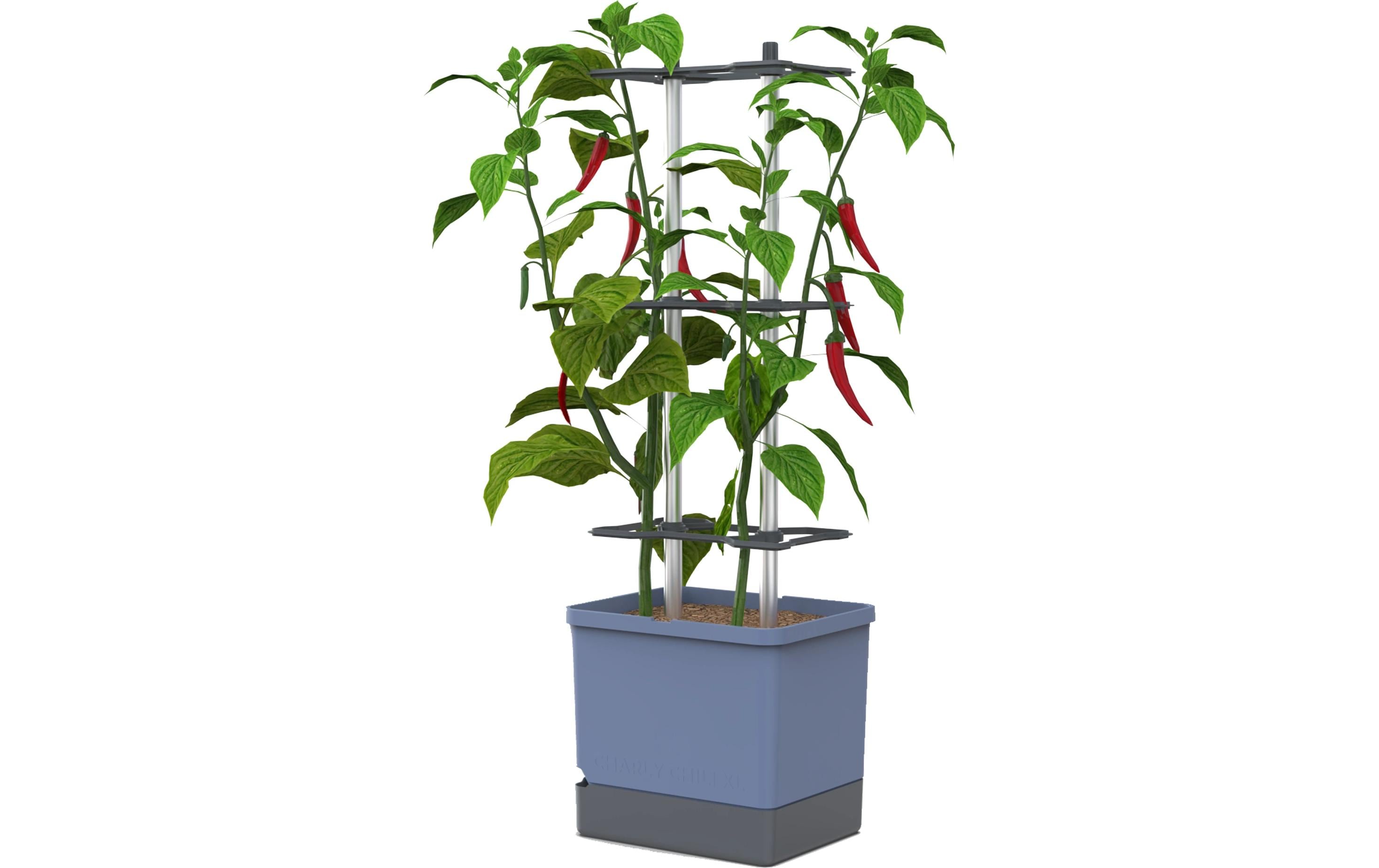 CHARLY CHILI XL blau Chilitopf mit Rankhilfe XL
