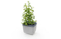 HERBS BUDDY hellgrau