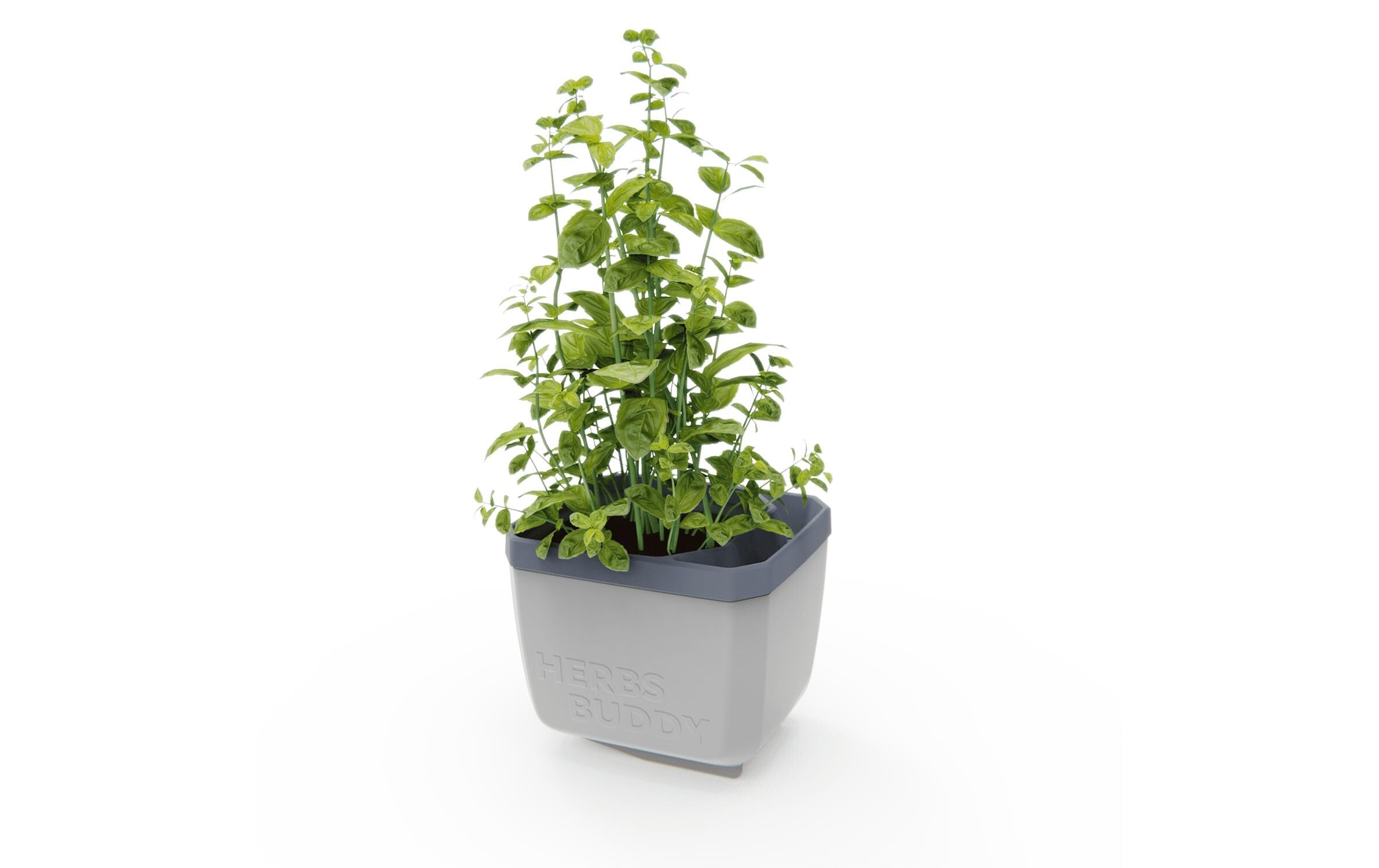 HERBS BUDDY hellgrau