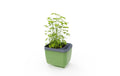 HERBS BUDDY Dunkelgrün