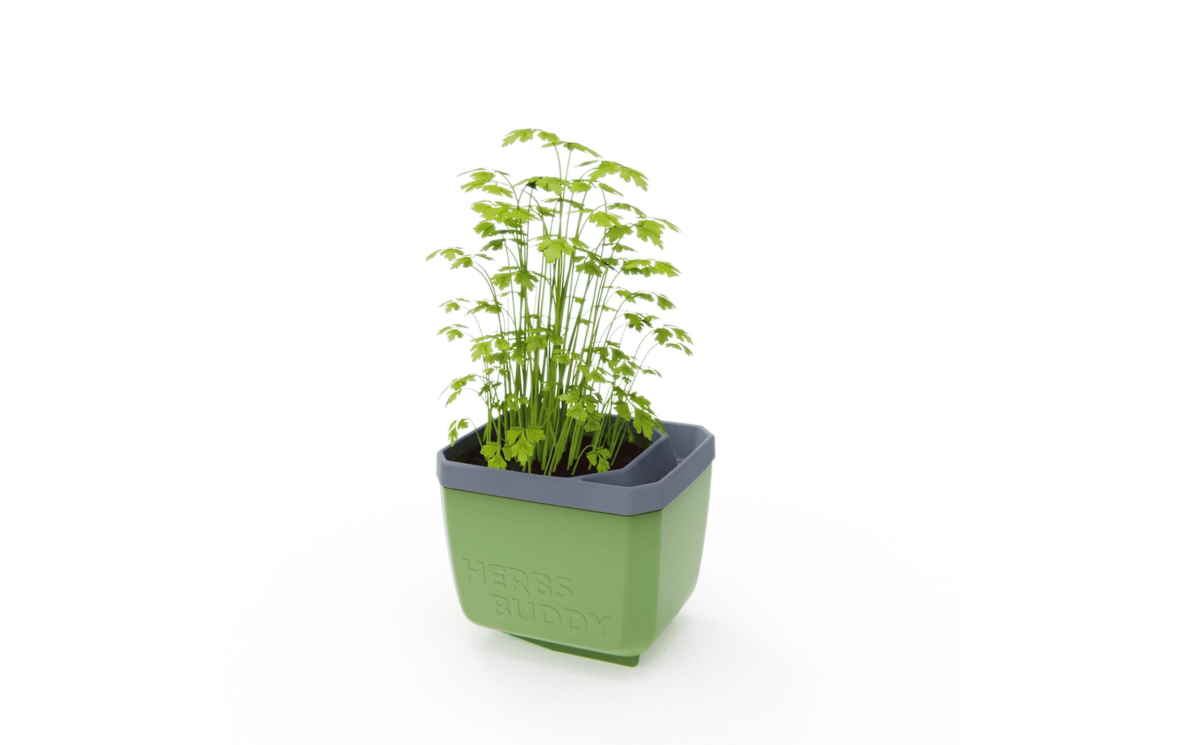 HERBS BUDDY Dunkelgrün