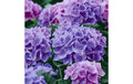 Paper + Design Servietten Lilac hydrangea 33x33cm, 20 Stück. 3-lagig FSC