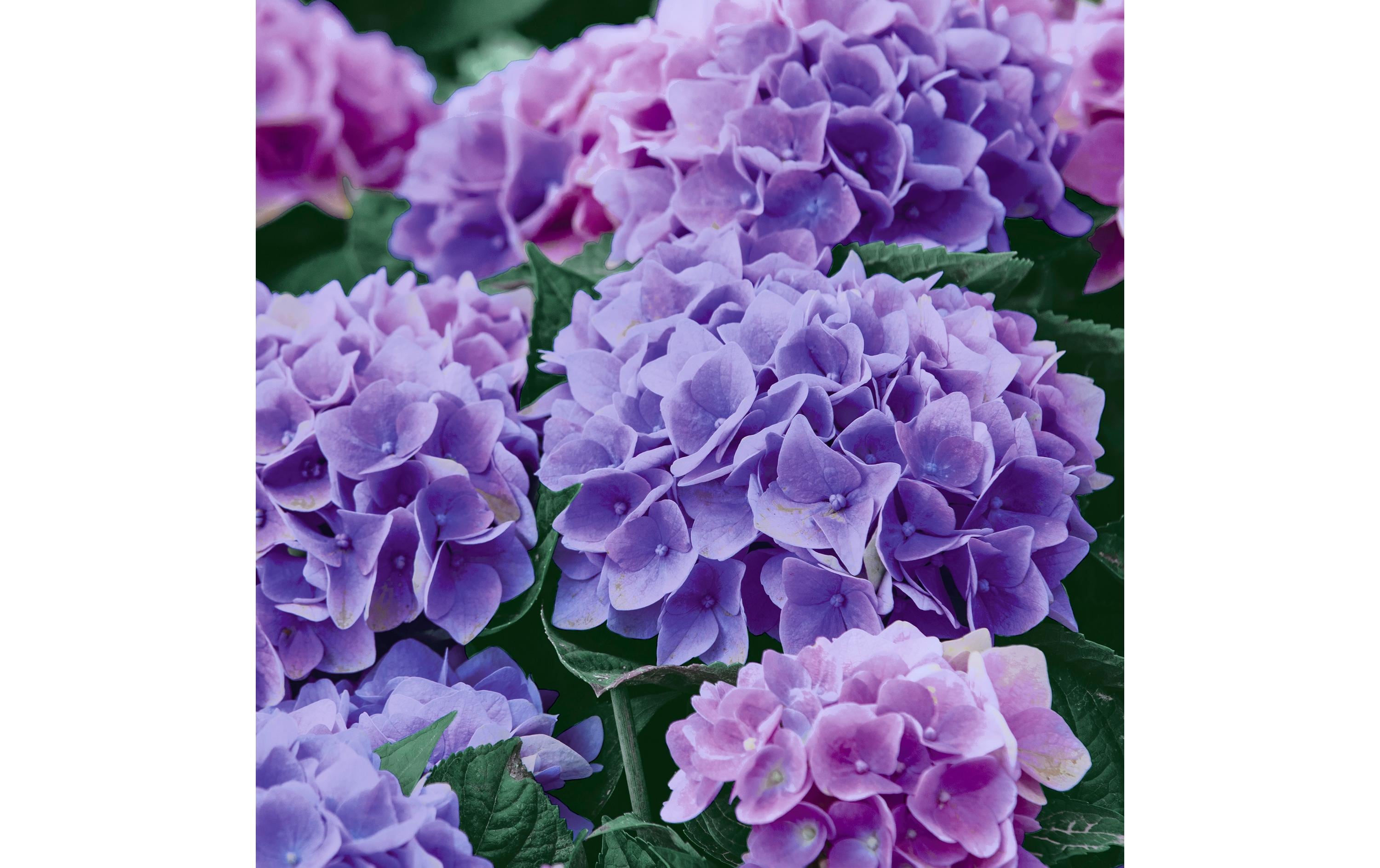 Paper + Design Servietten Lilac hydrangea 33x33cm, 20 Stück. 3-lagig FSC