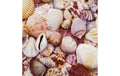 Paper + Design Servietten Seashells 33x33cm, 20 Stück. 3-lagig FSC