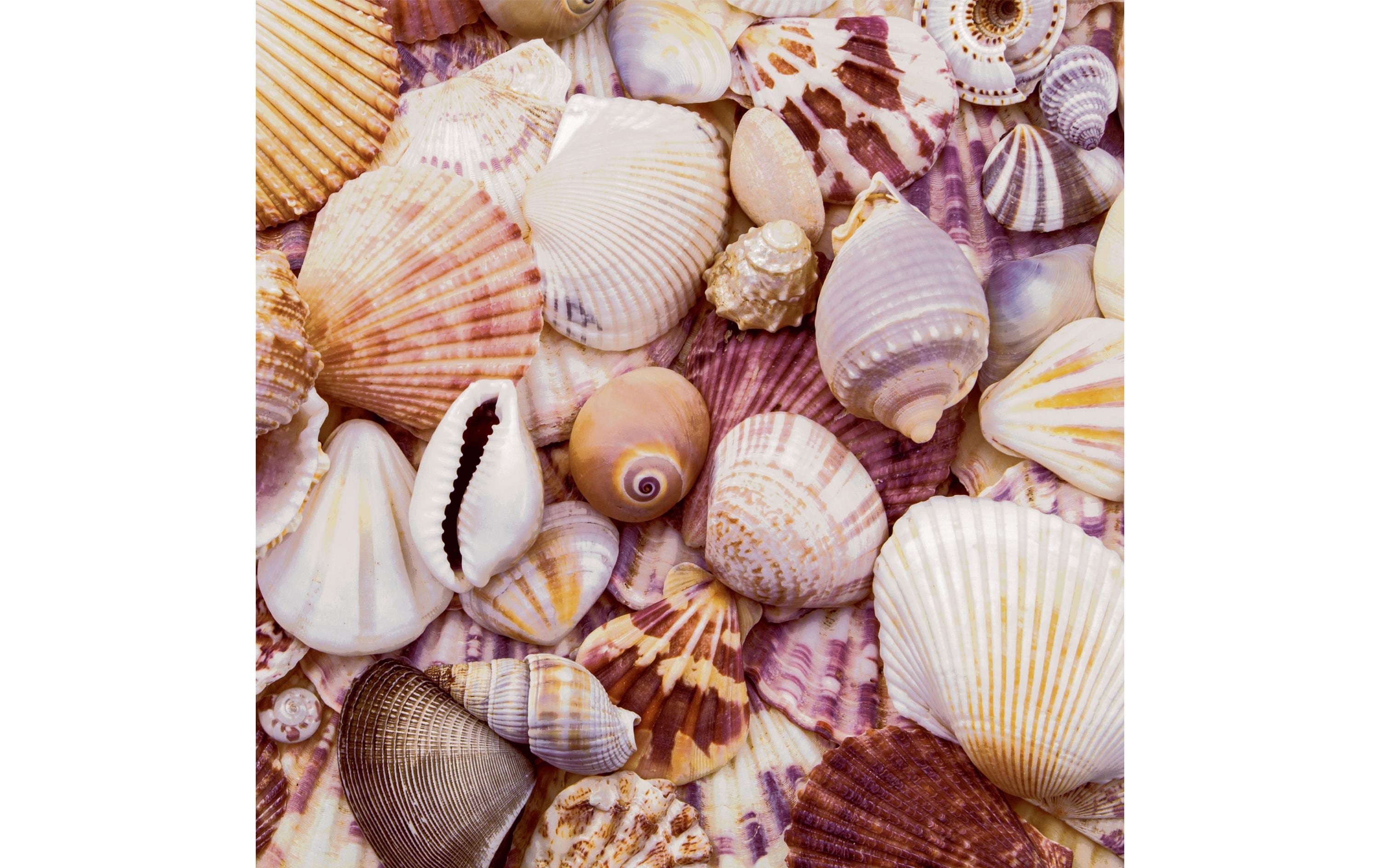 Paper + Design Servietten Seashells 33x33cm, 20 Stück. 3-lagig FSC