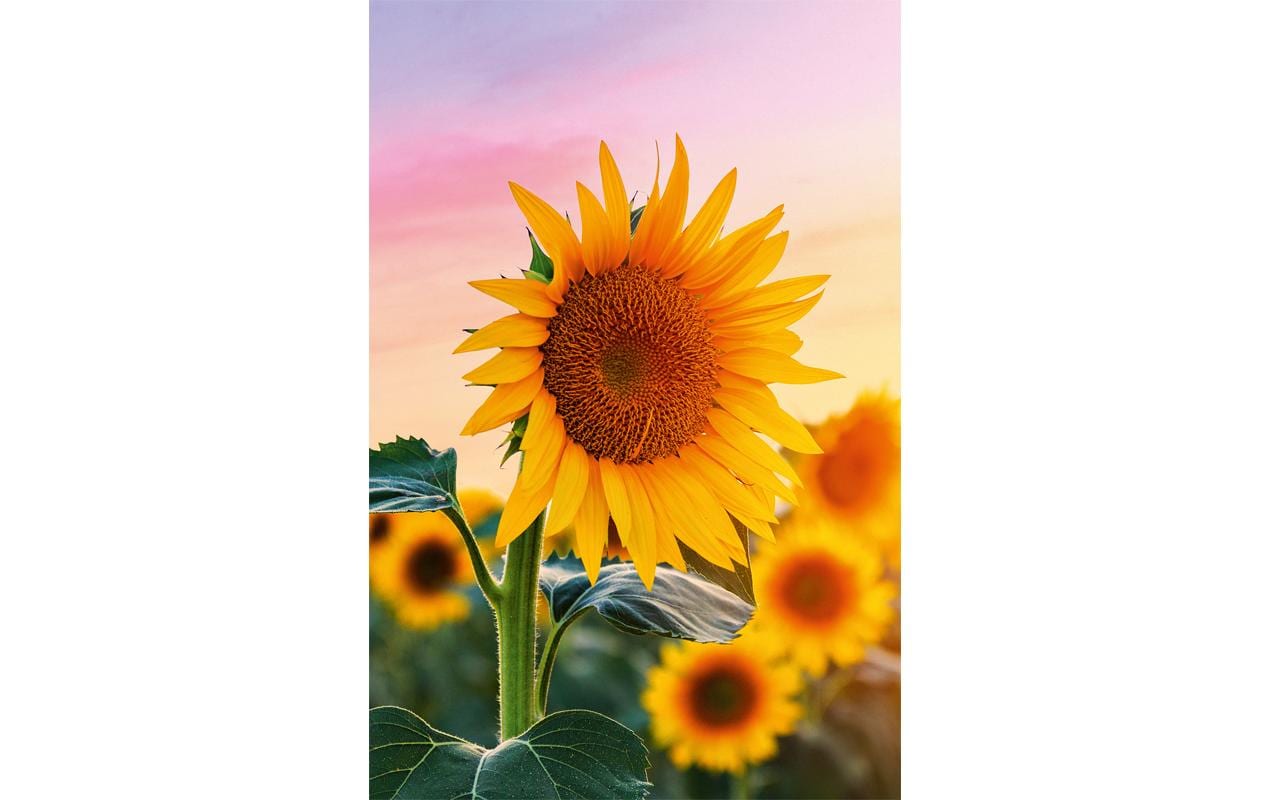 ABC Glückwunschkarte Sonneblume Format B6, 125 x 176 mm, mit Couvert