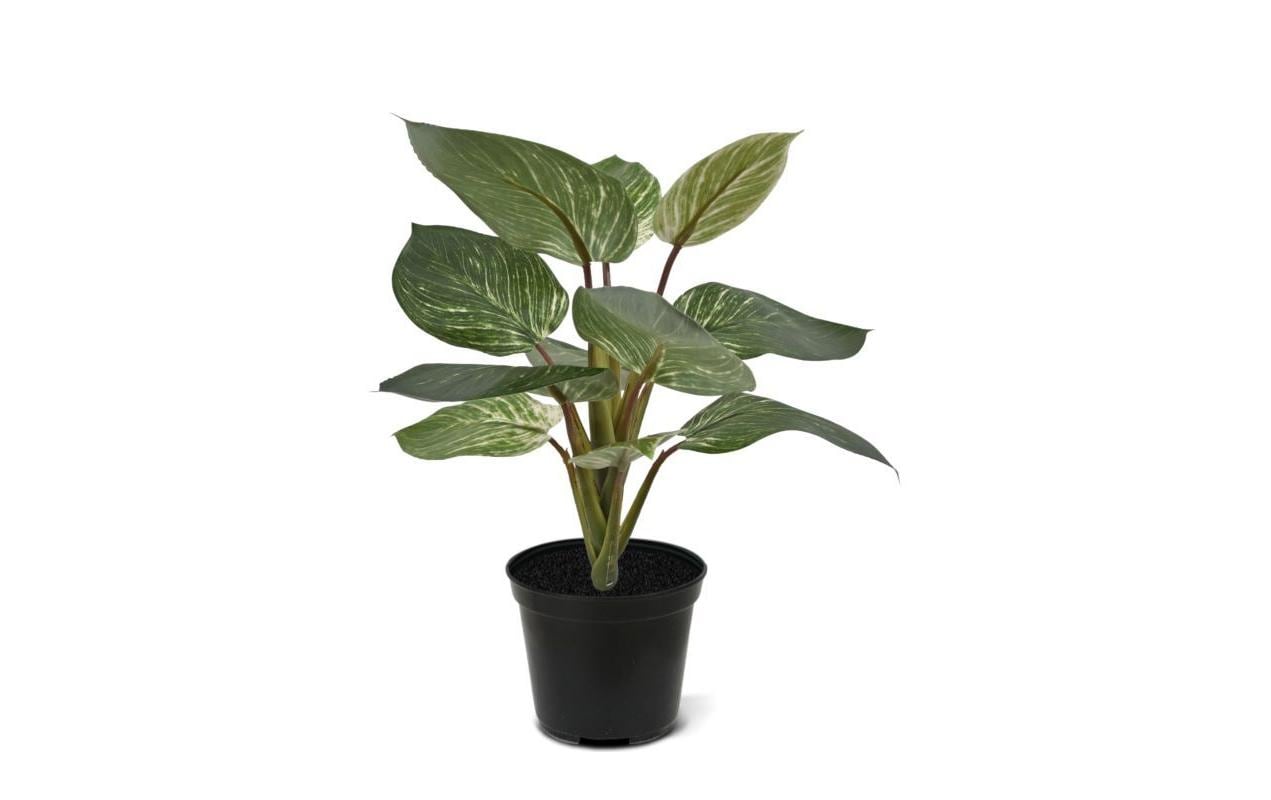 Botanic-Haus Philodendron Birkin ohne Topf