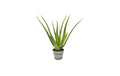 Botanic-Haus Aloe im Topf