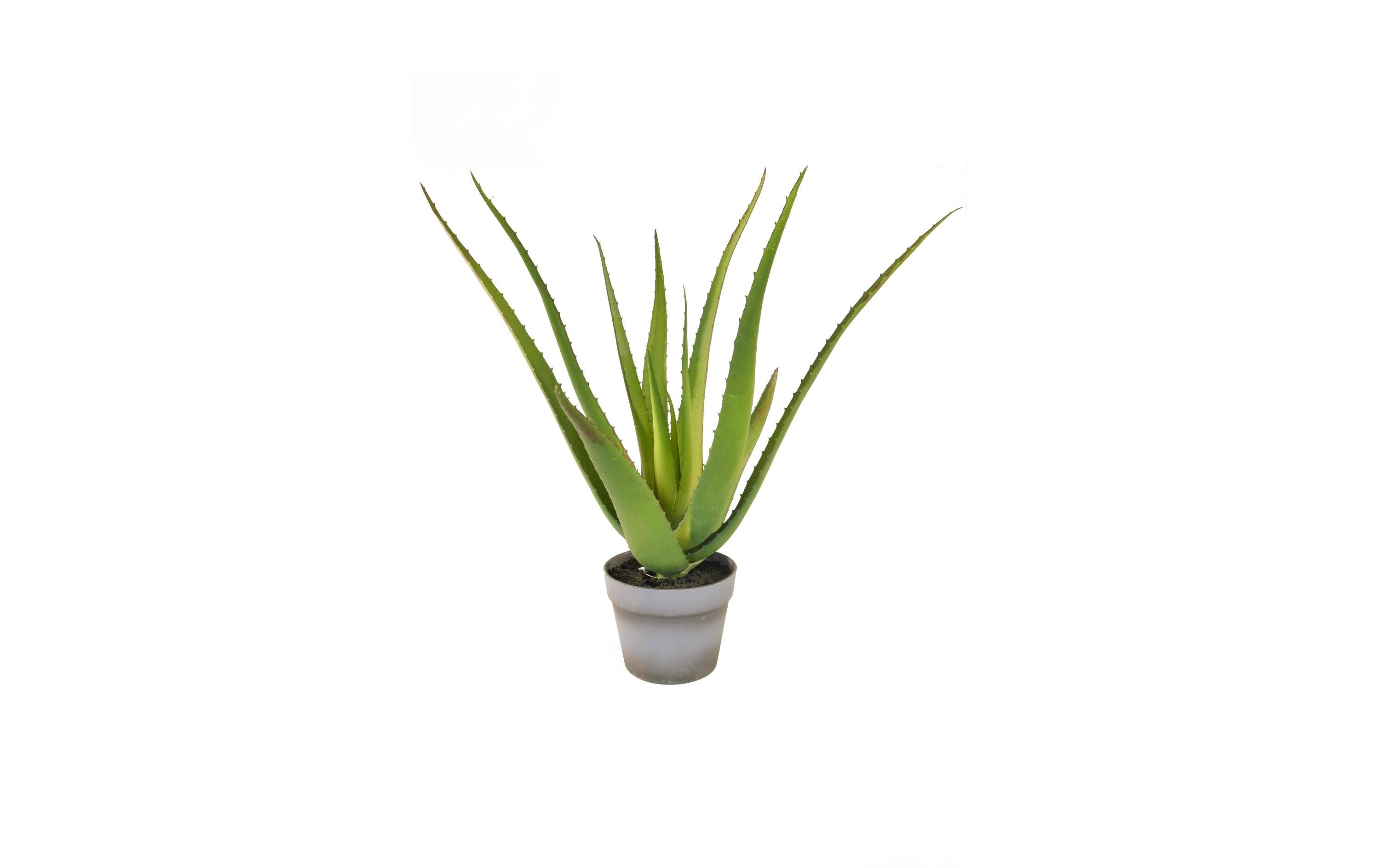 Botanic-Haus Aloe im Topf