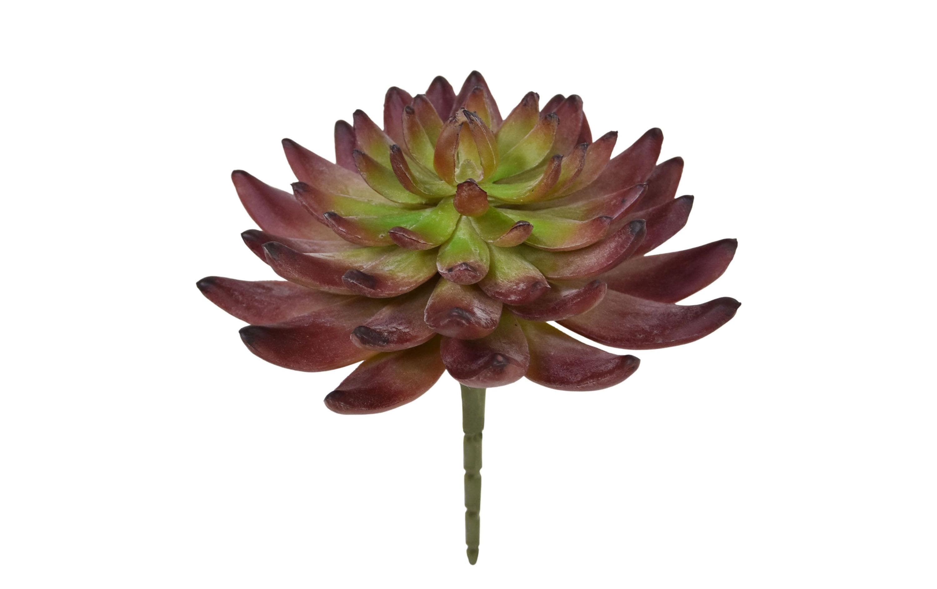 Botanic-Haus Kaktus Echeveria ohne Topf