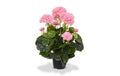 Botanic-Haus Geranien 40 cm Rosa, im Topf