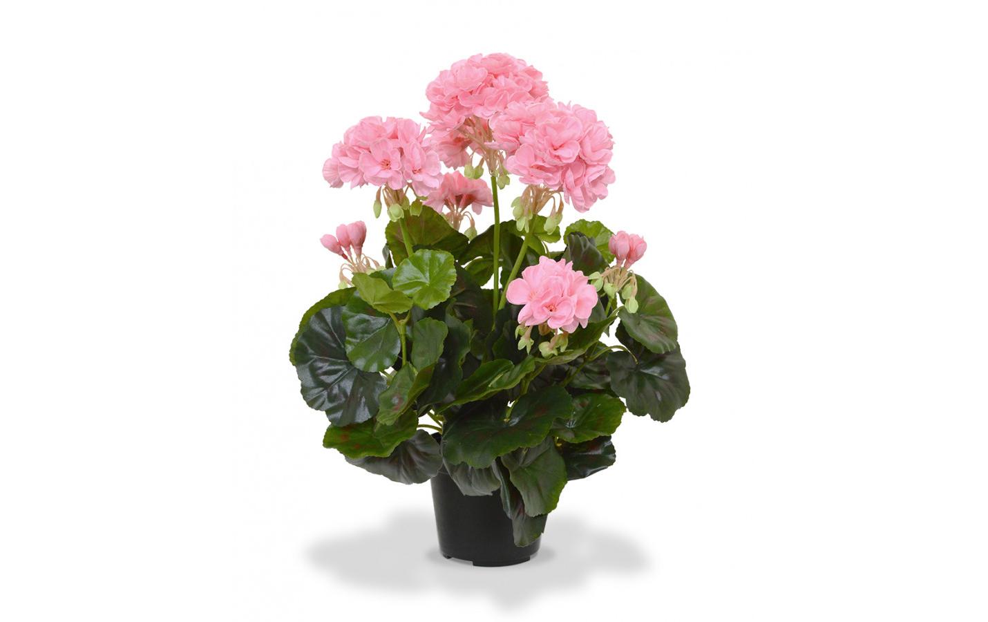 Botanic-Haus Geranien 40 cm Rosa, im Topf