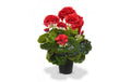 Botanic-Haus Geranien 40 cm Rot, im Topf