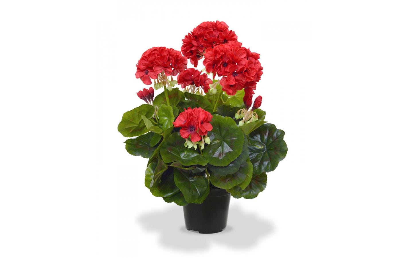 Botanic-Haus Geranien 40 cm Rot, im Topf
