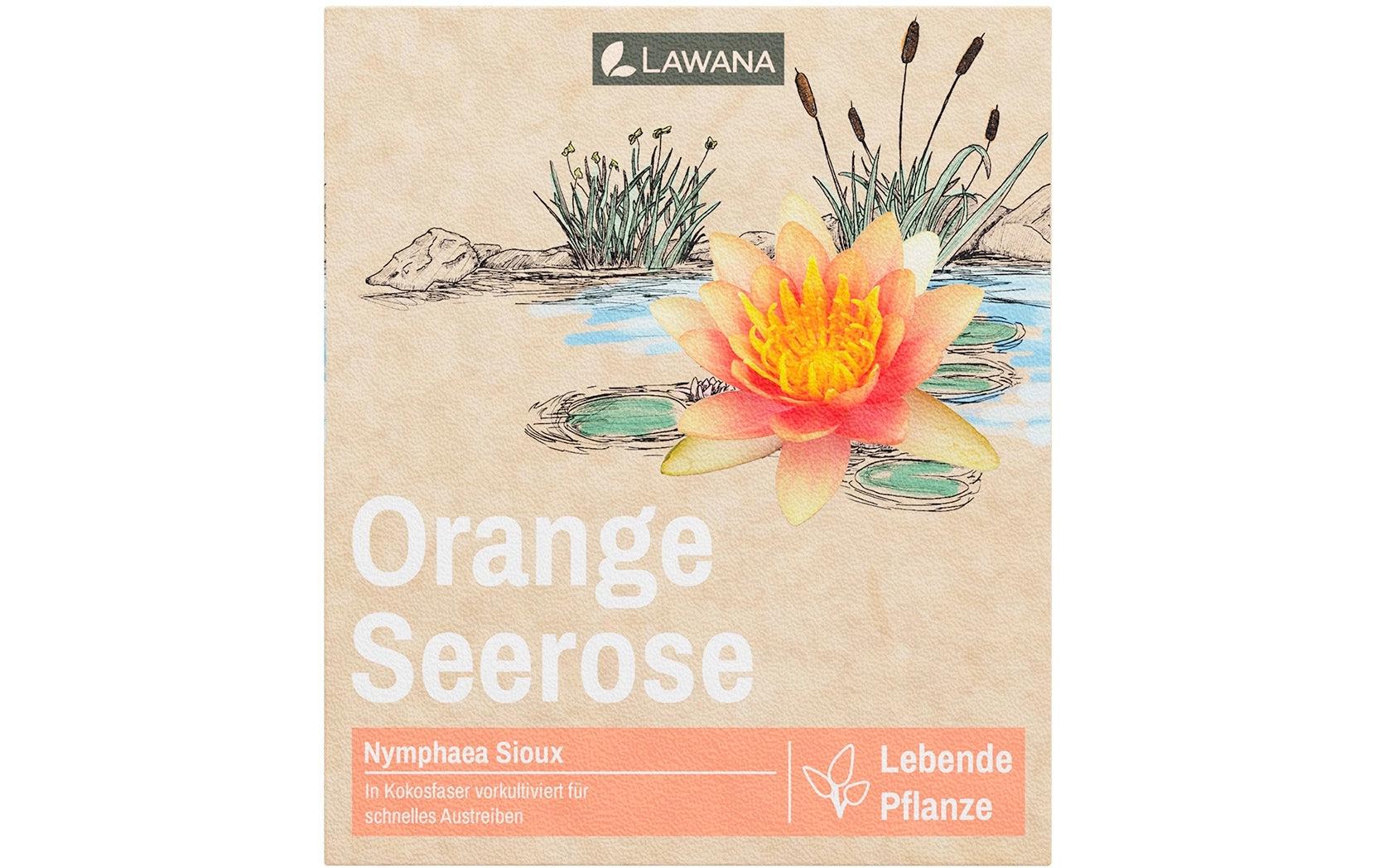 Lawana Seerose Nymphaea Natura Coco "Sioux"