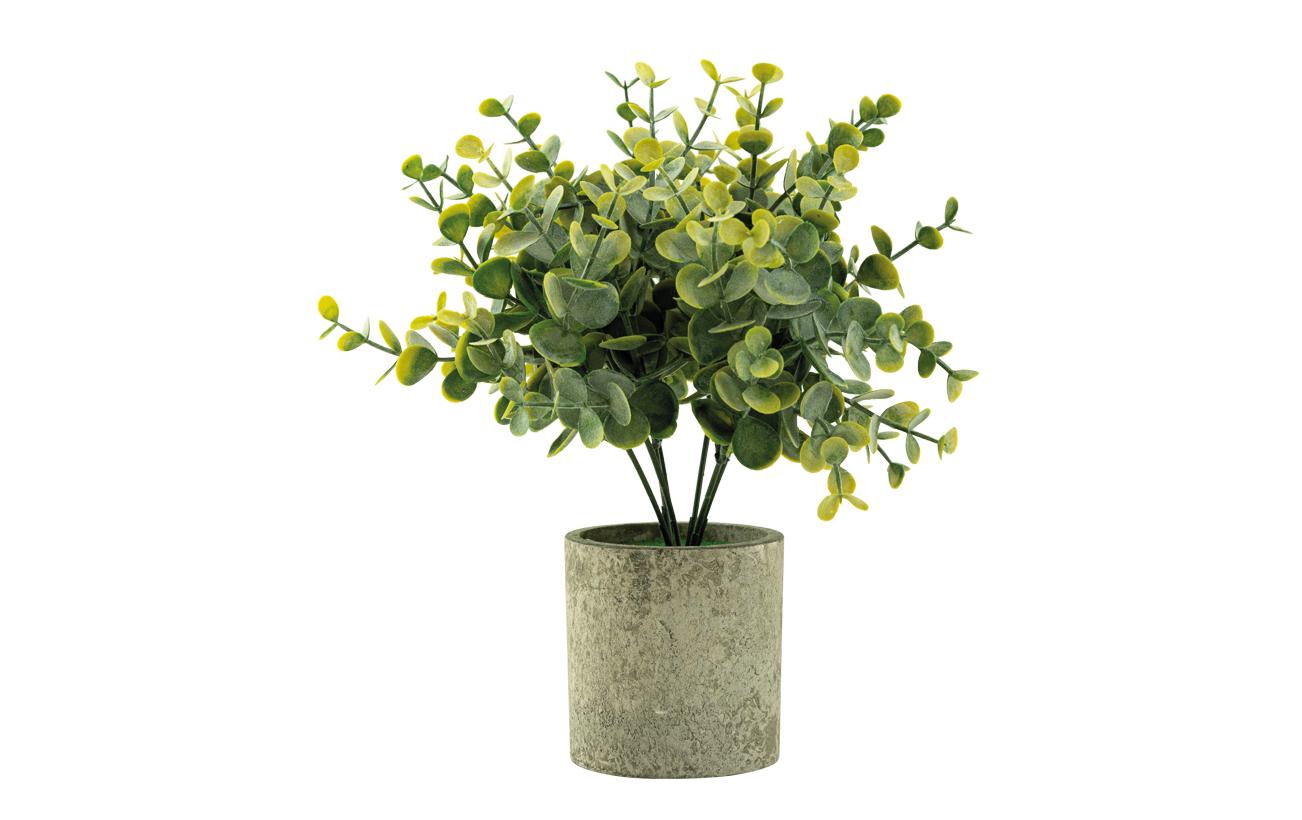 Dekomat Eucalyptus im Topf 24 cm, grün aus Kunststoff, Topf: D: 7,5 cm