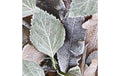 Paper + Design Servietten Winterblätter 33x33 cm, 20 Stück, 3-lagig