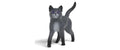 Kater SDMT