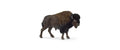 Schleich Bison Wild Life