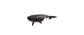 Schleich Nordatlantischer Glattwal Wild Life