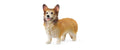 Schleich Welsh Corgi Farm World