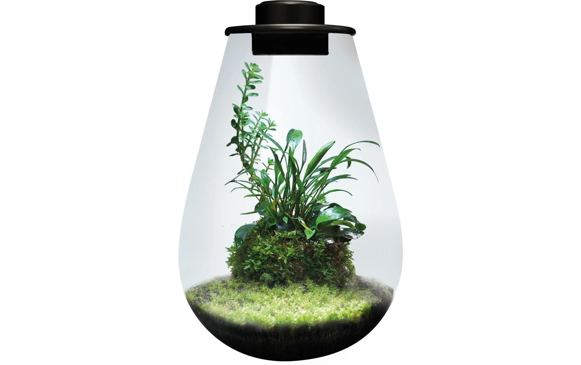 BioArt Pflanz-Terrarium Drop 285 mit LED Schwarz, 28.5x20 cm, 5V-7W,344Lm