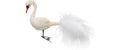 Inge Weihnachtskugel Schwan Glas, D: 9 cm, handarbeit