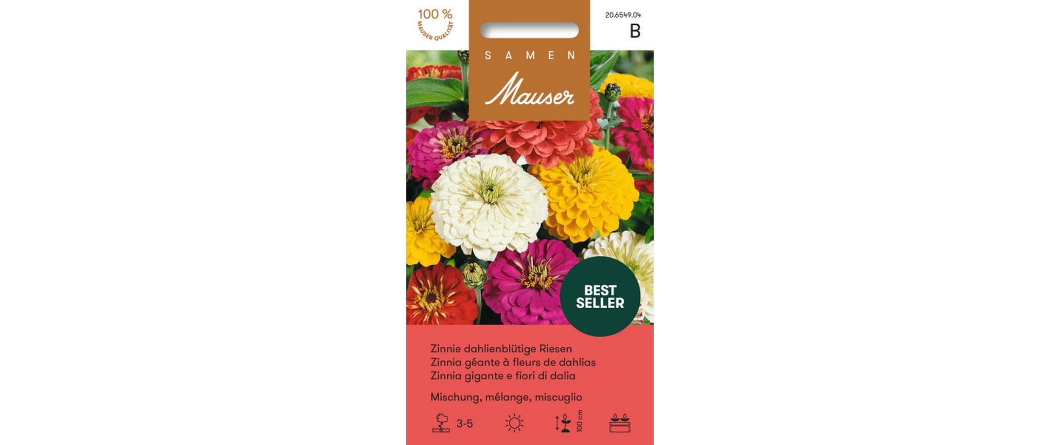 Zinnie dahlienblütige Riesen Mischung Zinnia elegans
