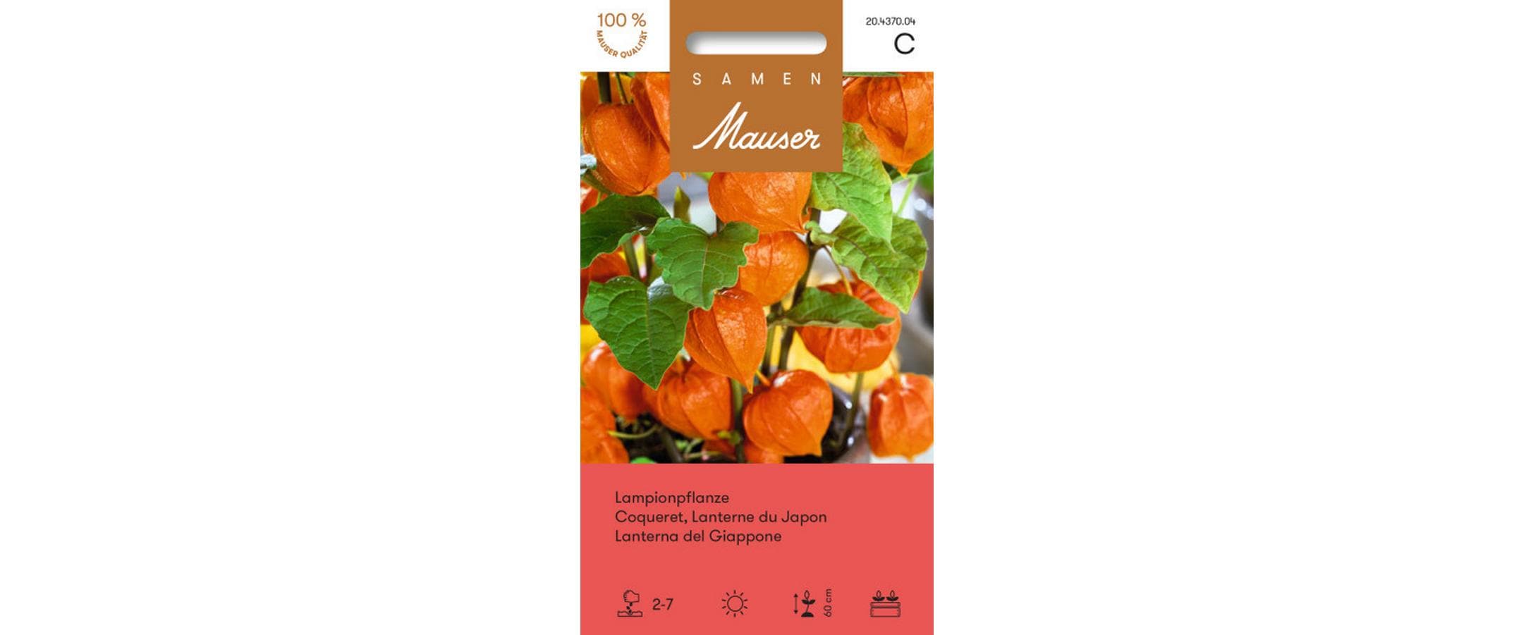 Lampionpflanze Physalis alkekengi var. Franchetii