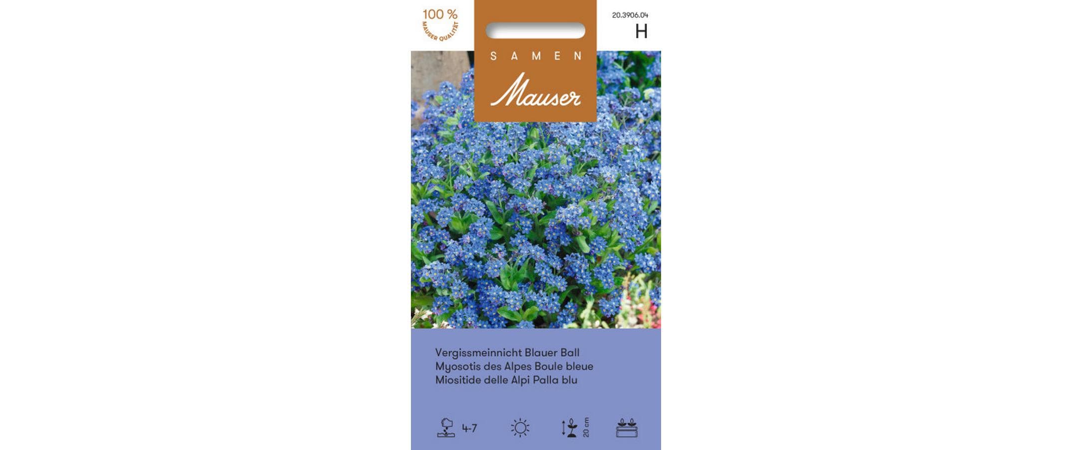 Vergissmeinnicht Blauer Ball Myosotis alpestris