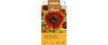 Sonnenblume Abendsonne Helianthus annuus