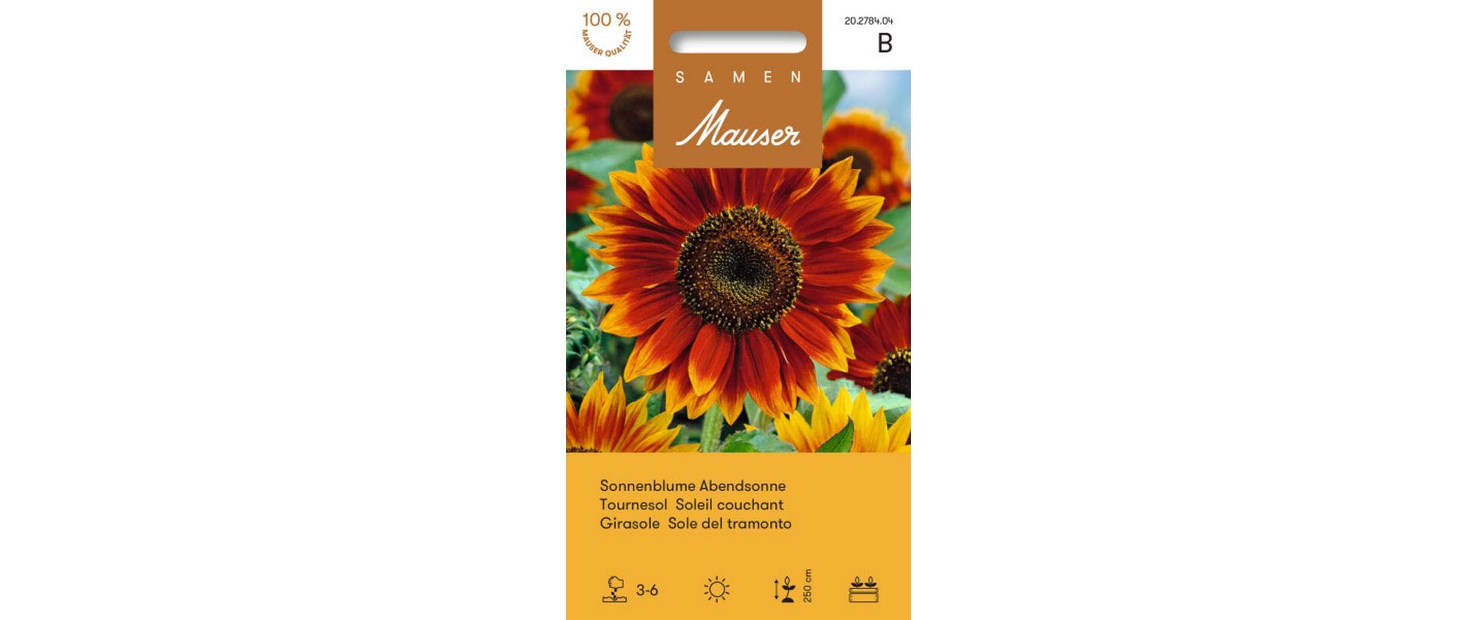 Sonnenblume Abendsonne Helianthus annuus