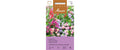 Edelwicken Lady Mischung Lathyrus odoratus