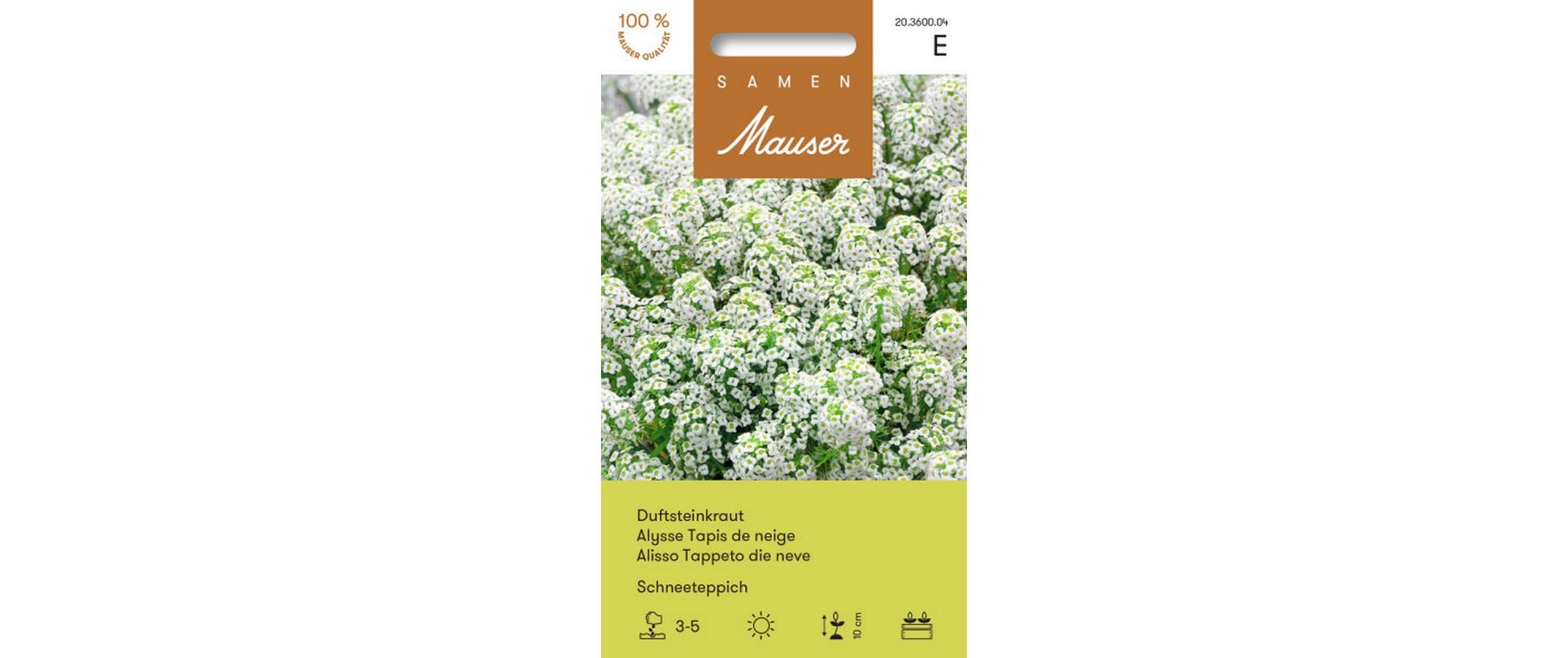 Duftsteinkraut Schneeteppich Lobularia maritima