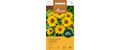 ZwergSonnenblume Pacino Helianthus annuus