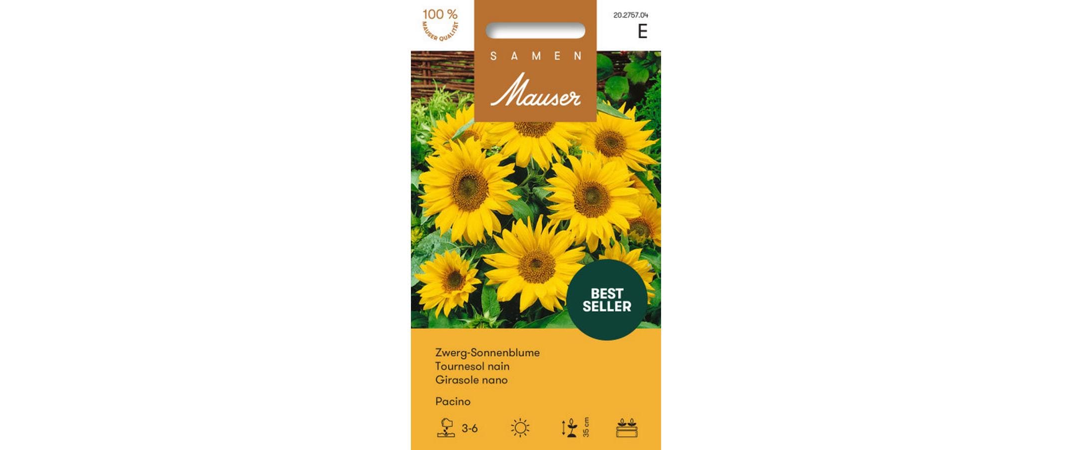 ZwergSonnenblume Pacino Helianthus annuus