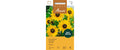 Sonnenblume Piccolo Helianthus annuus