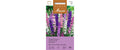 KönigsRittersporn Mischung Delphinium ajacis