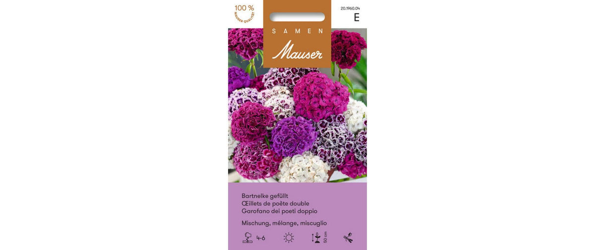 Bartnelke gefüllt Mischung Dianthus barbatus