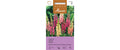 Fingerhut Excelsior Mischung Digitalis purpurea