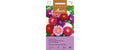 Aster Prinzess Mischung Callistephus chinensis